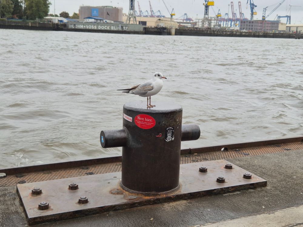 Möwe auf einem Poller auf dem ein roter Aufkleber mit dem Text "Nett Hier"