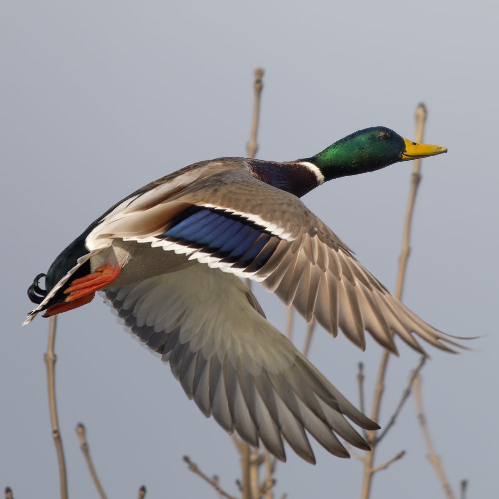 Male Mallard in flight, exposing pretty much all significant features