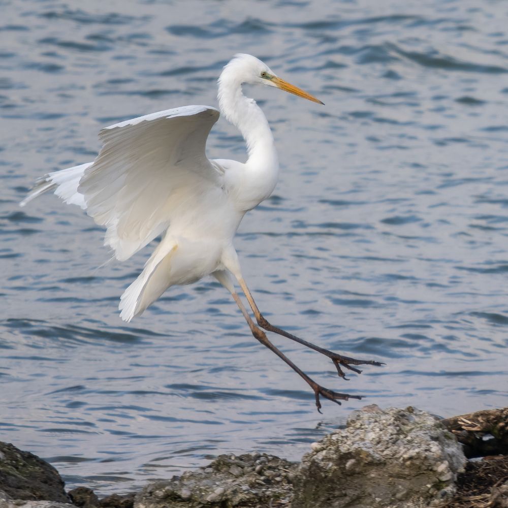Great white egret (Ardea alba) in flight approaching a rocky shoreline
Aschheim reservoir, Bayern, Germany