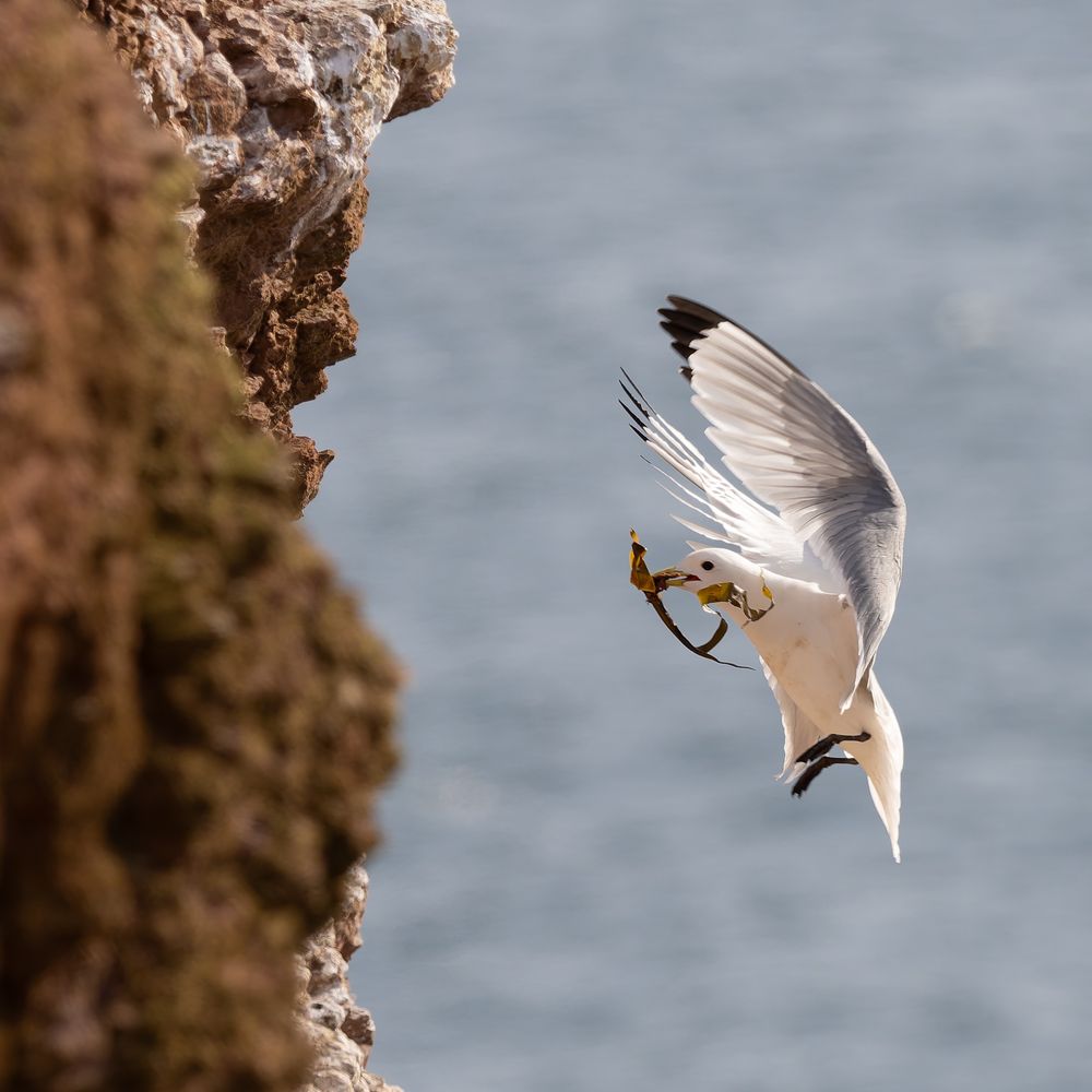 Kittyhawk (Rissa tridactyla) in front of a cliff in the left side, bringing material  for its nest.
Helgoland, Germany