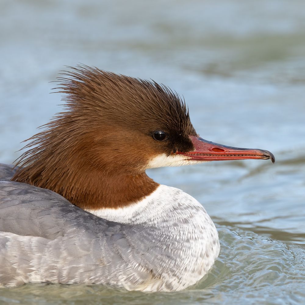 Portrait of a female Common merganser / Goosander (Mergus merganser).
Isar near Munich, Germany