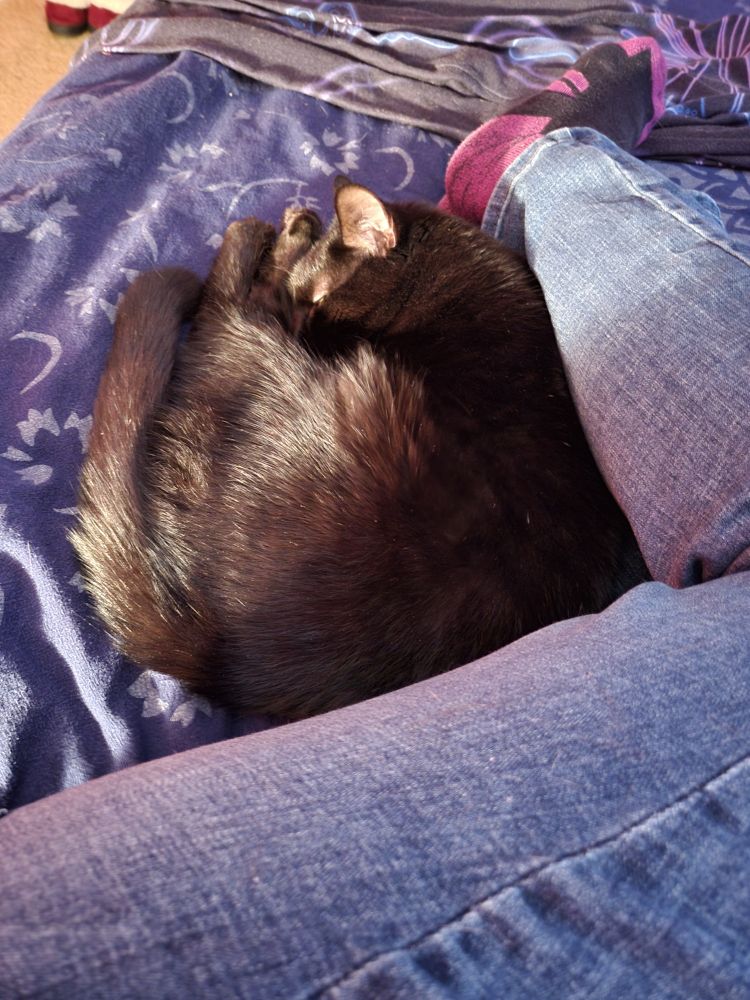Black cat curled up behind a person's knees as they lay on their side. 