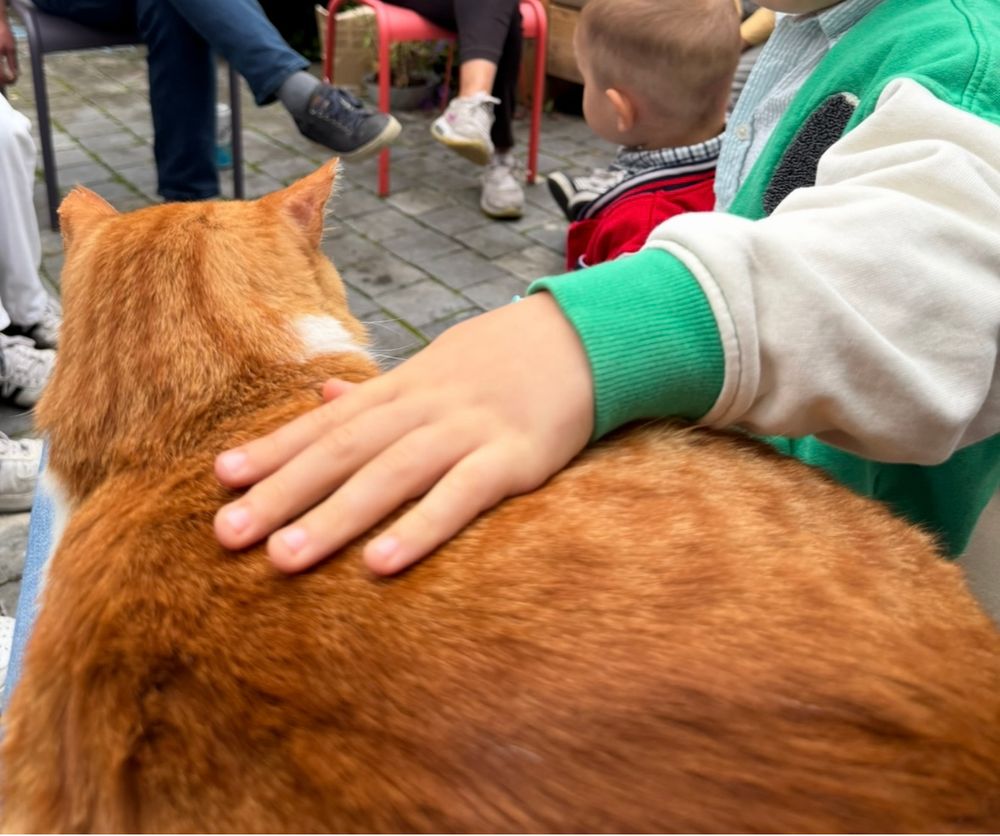 Rode kater genaamd de Griek die door jongetje geaaid wordt 