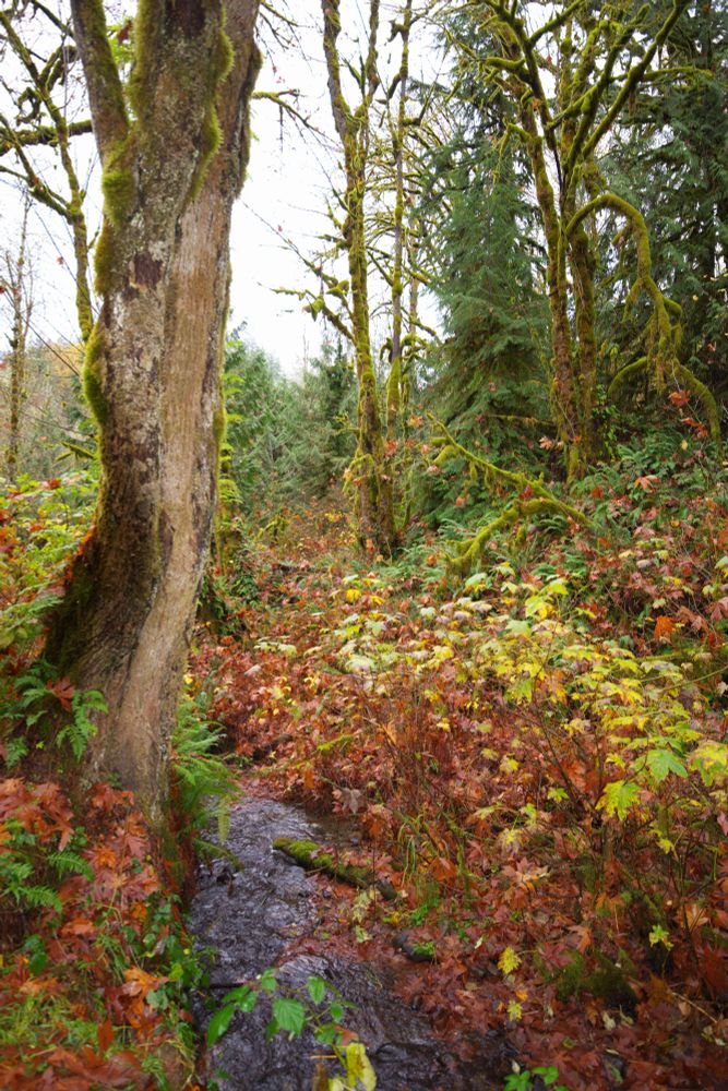 Moss-covered trees and fall colors frame a small stream
