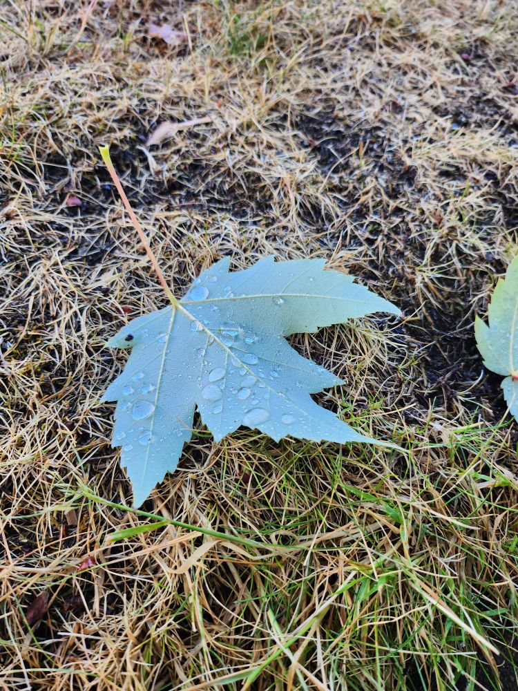 Photo of a fallen leaf with dew drops glinting in the light 