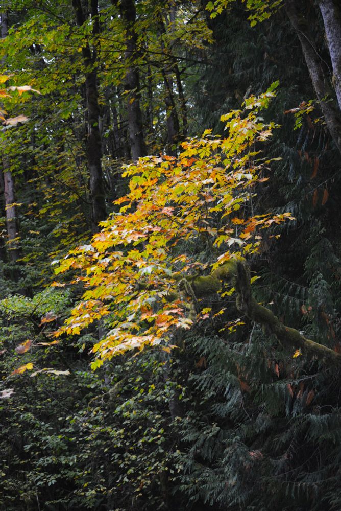 Sun-spattered leaves in a darker forest