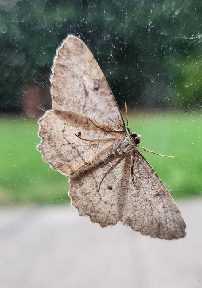 Close up picture of a moth 