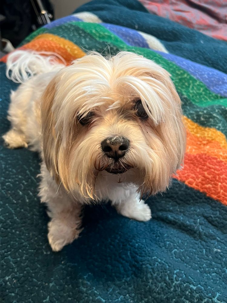 A small shaggy white food recycler (AKA a dog) stares into the camera like it owes him something. 