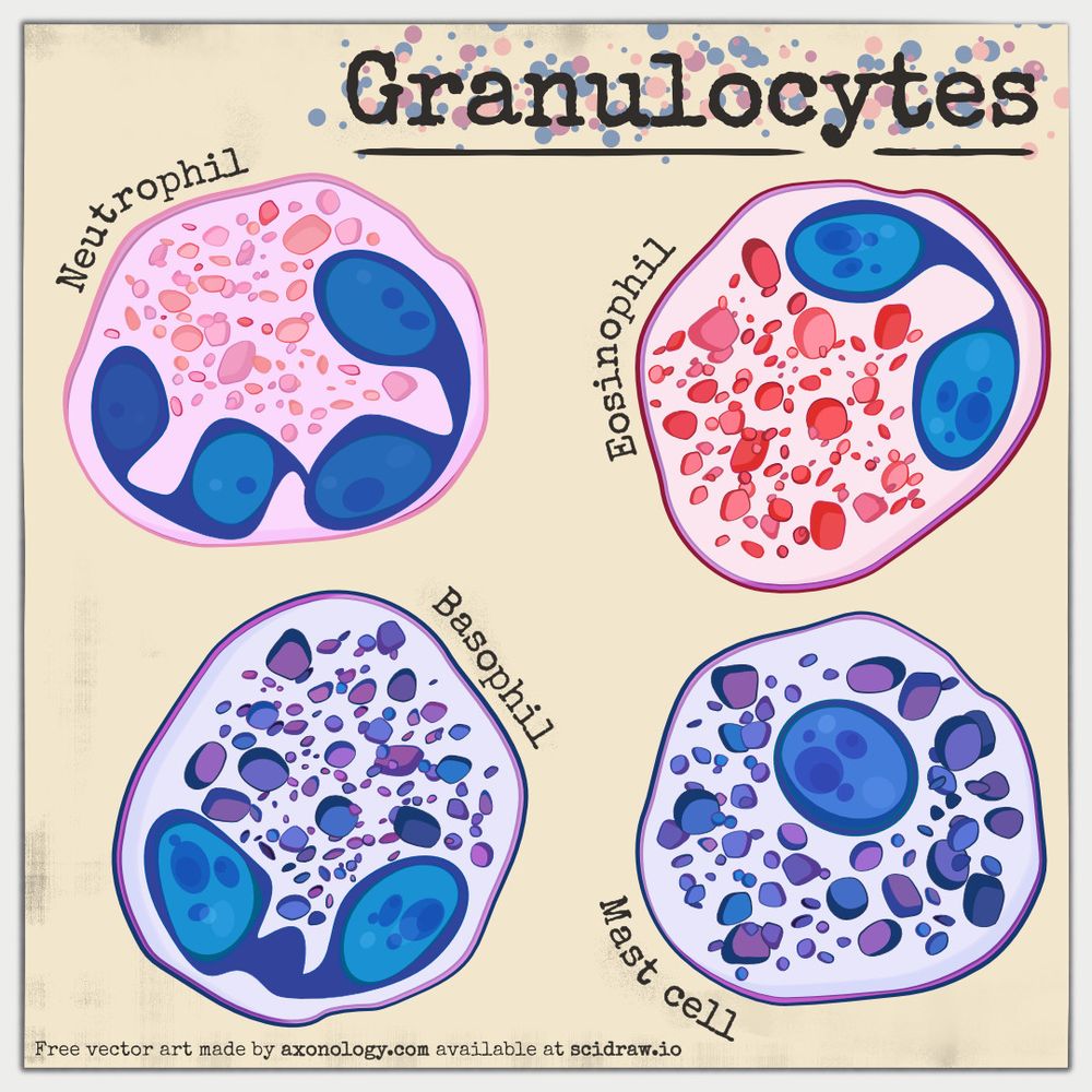 Diagram titled granulocytes, showing vector art images of a neutrophil, eosinophil, basophil and mast cell