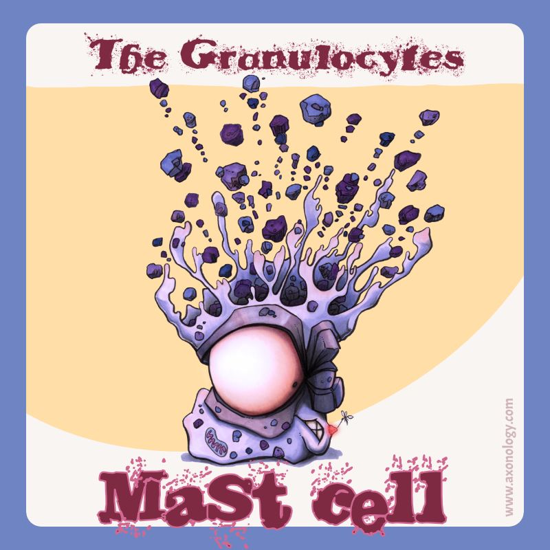 Cartoon mast cell being bitten by a mosquito and degranulating #SciArtSeptember