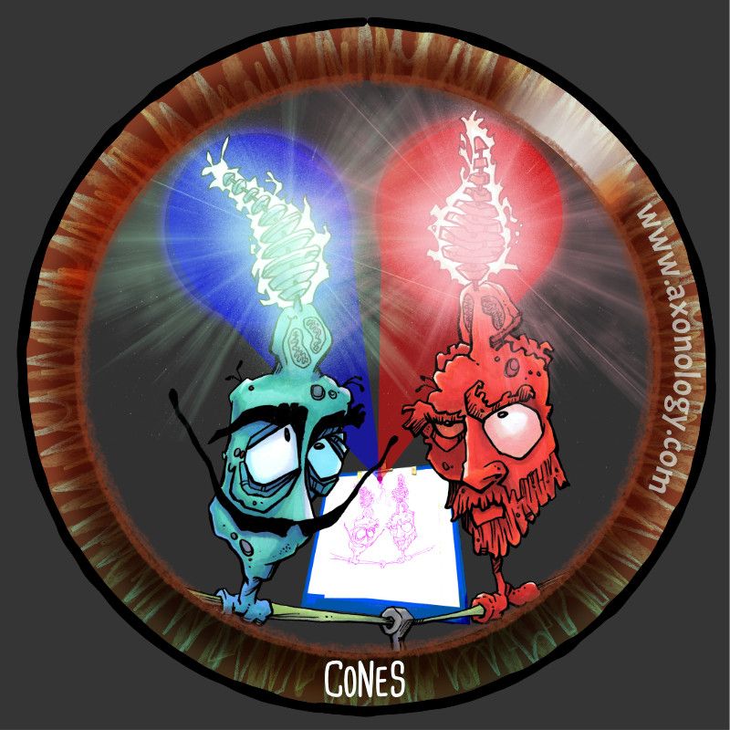 Cartoon of photoreceptor cone cells, a cyan one resembling Salvador Dali and a red one resembling Vincent Van Gogh, both responding to a magenta drawing of them.