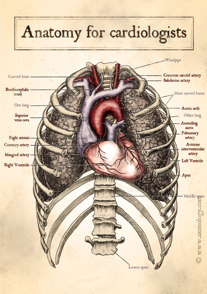 Vintage style illustration of the torso emphasising the cardiac anatomy titled Anatomy for Cardiologists