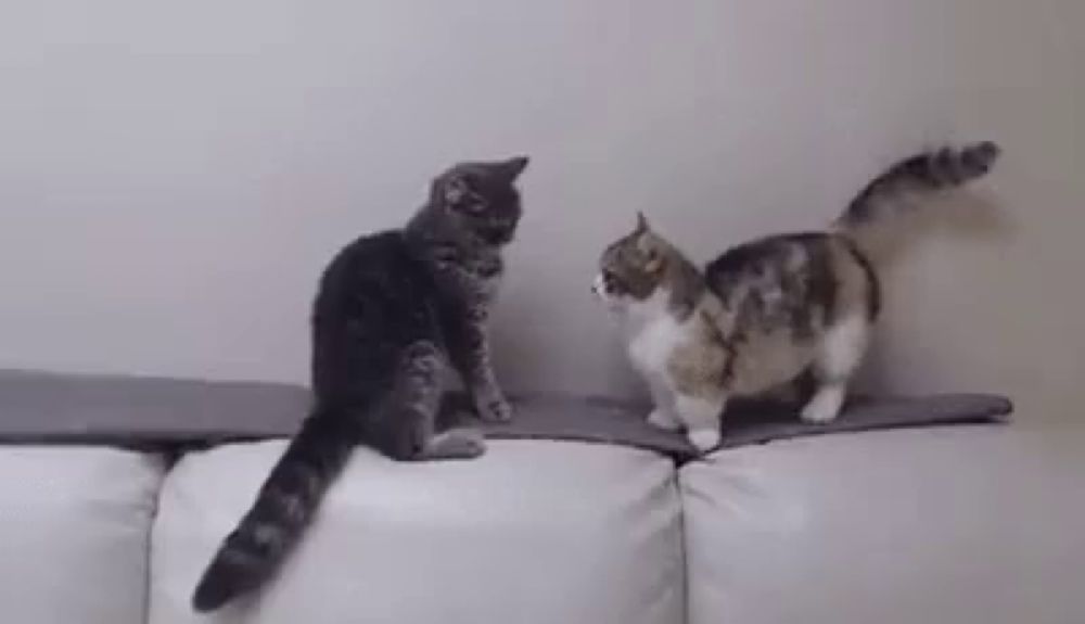 two cats are playing on a couch and one of them is standing on the edge of the couch .