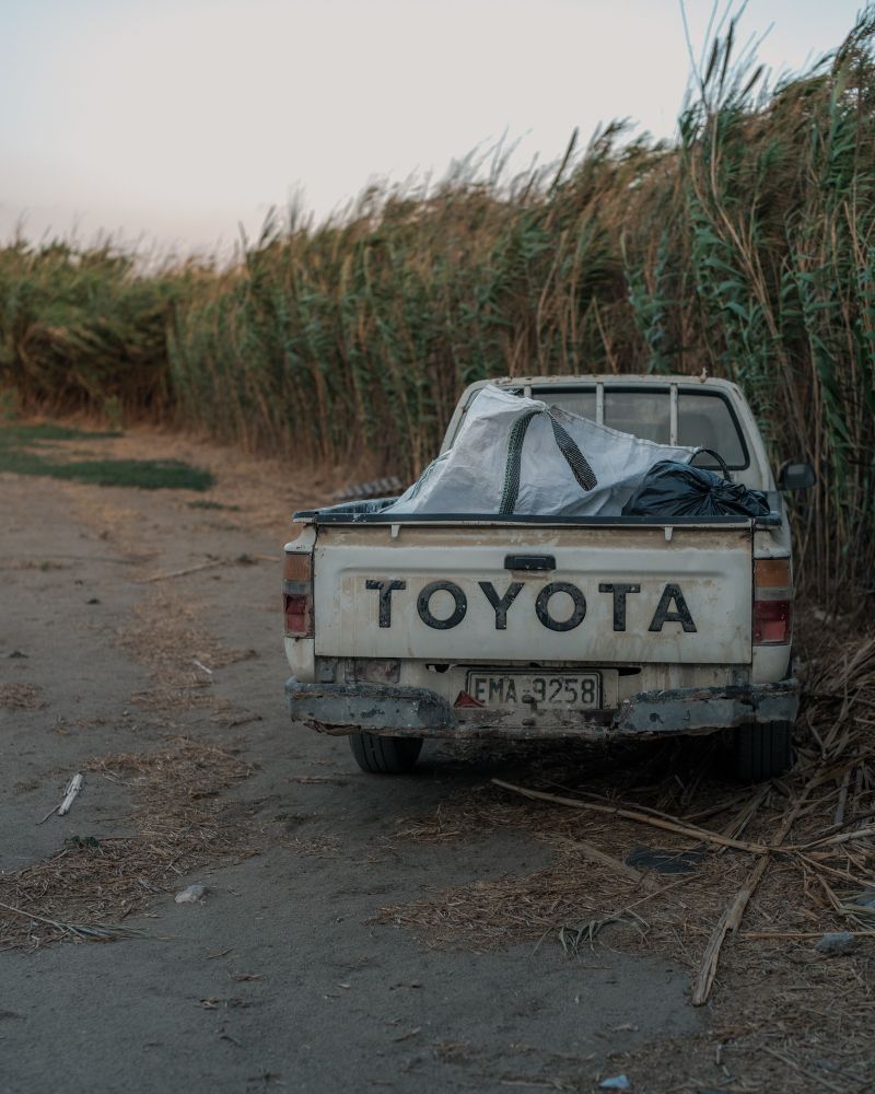 Worn down Yota Pickup, parked beside a row of tall reed.