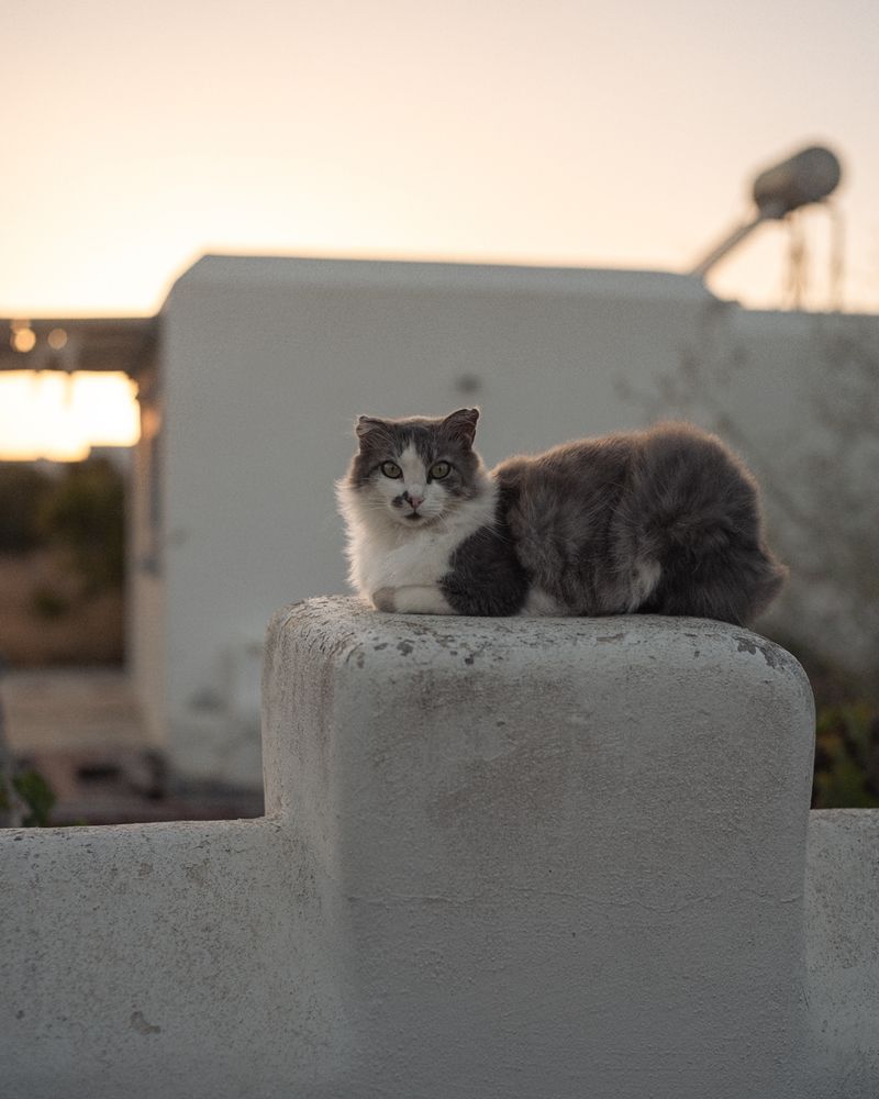 A naxian streetcat chilling out on a wall while the sun goes down over the island.