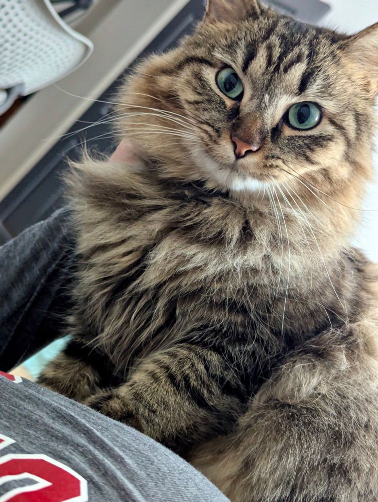 Close up color photograph. A long haired gray, tan, and black tabby cat sits up straight on top of a woman wearing a grey sweatshirt. Only the woman’s upper body is visible though her face is not in camera. The cat looks straight at the camera with bold teal colored eyes and an extra fluffy body.