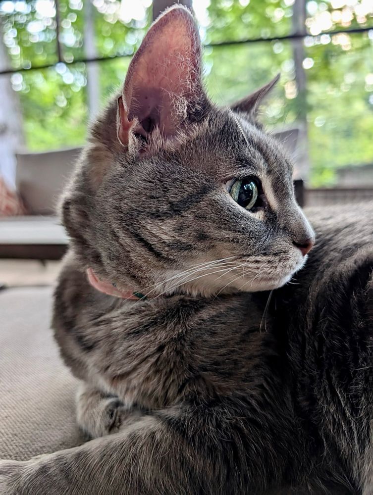 Color photograph. A gray cat looks off camera to the right. Profile shot. 