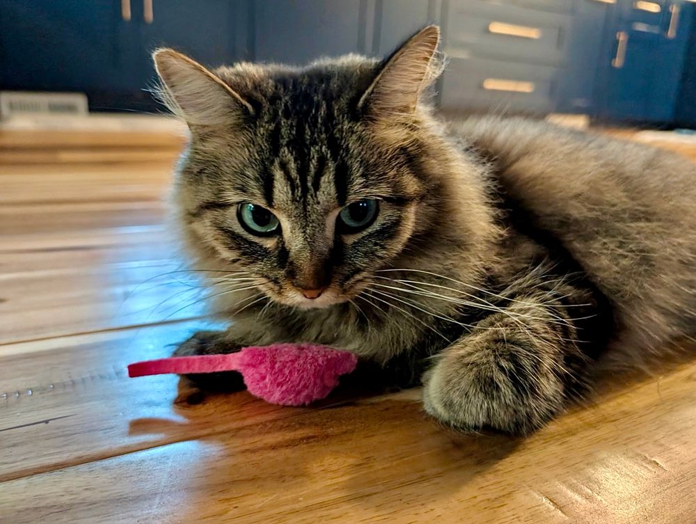 Color photograph. A long haired tan, black and gray tabby cat sits on wooden floor with a pink fluffy mouse between her paws as her prize. 