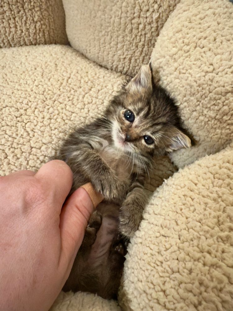 Color photograph. A black and white tabby kitten lays inside a cat bed as a woman’s hand pets the kitten’s belly. For scale the kitten is the size of a hand. 