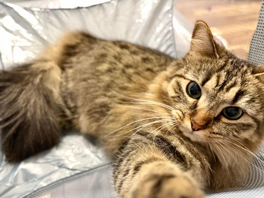 Up close color photo. A long haired tan, black, and gray tabby with teal colored looks up from inside a gray laundry hamper. She stretches her paw towards the camera and it goes slightly out of focus. 