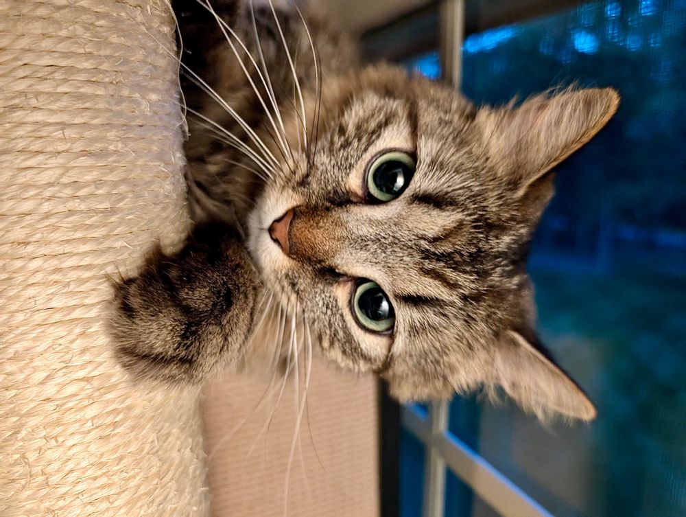 Color photograph. A long haired gray, black and tan tabby cat pokes her head between the window and the scratching post on the cat tree. Her head is turned 90 degrees clockwise and is reflected on the window.