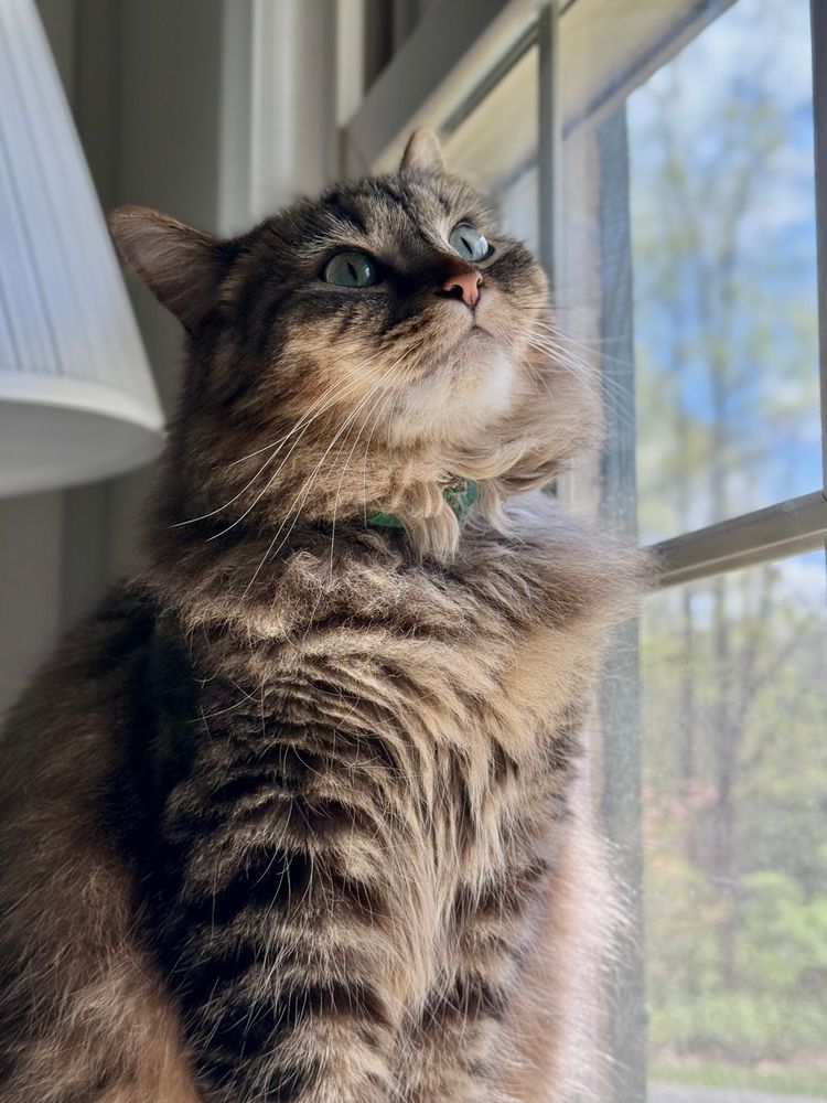 Color photograph. Up close shot of a long haired gray, black and brown tabby with cerulean eyes looking far off into the distance towards the upper right corner of the image. She is backlit with a spring sun casting light through a white grilled window. Outside you see green trees out of focus. 