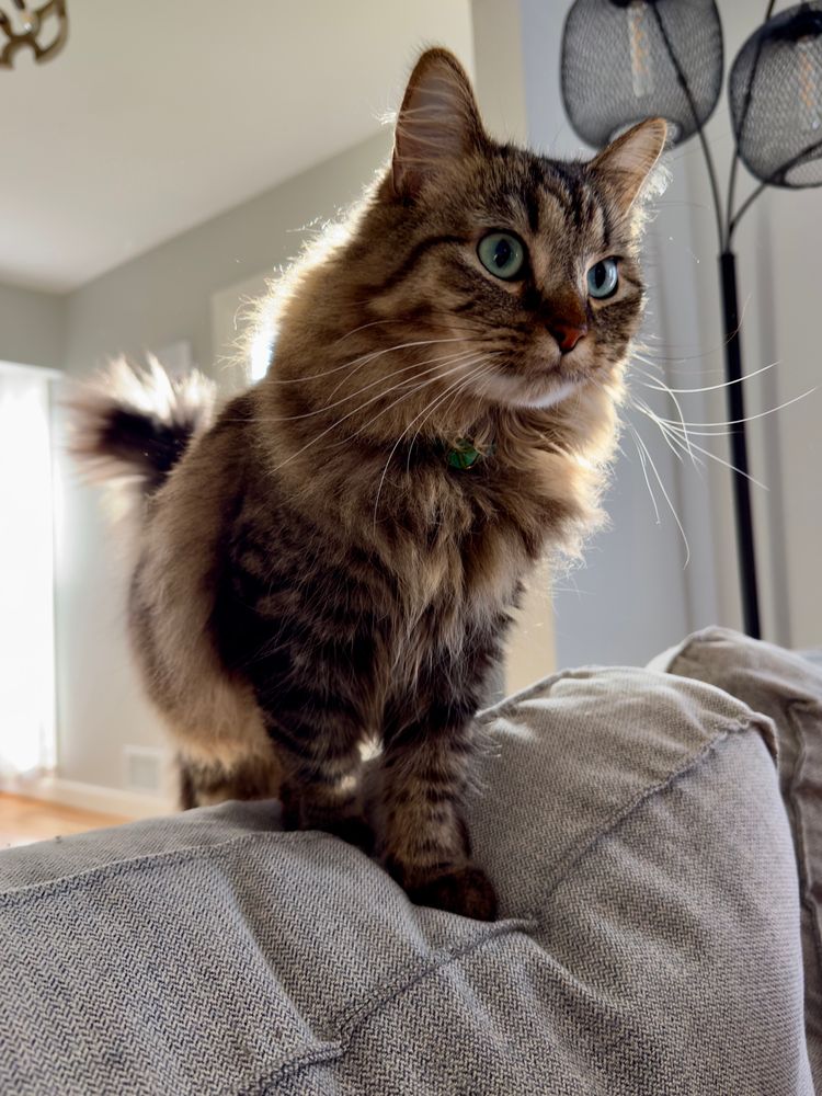 Color photograph. A long haired brown, black and gray tabby cat perches on the back seat of a gray sofa. She looks straight out at something in the distance with cerulean eyes intensely focused. The sun shines in from behind her and casts her in a halo, highlighting her whiskers. 
