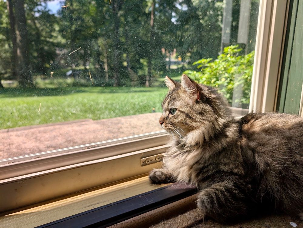 Color photograph. A long haired tan, white and black tabby cat is photographed as she lays in front of a glass door and looks at the outdoors. 