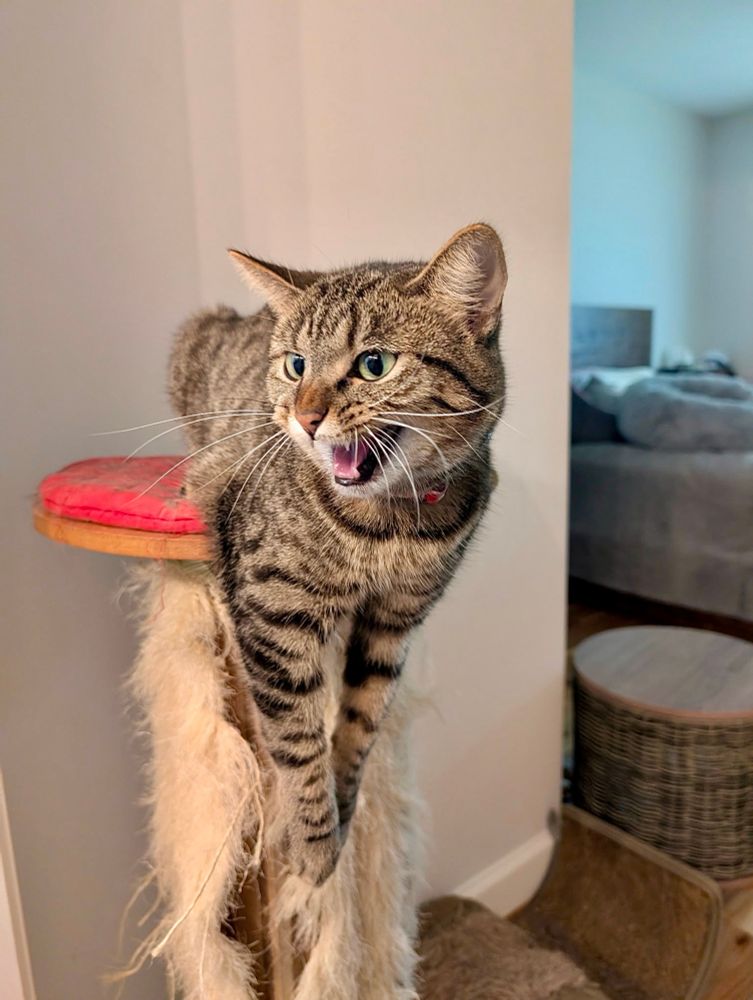 Color photograph. A tan, black and gray tabby cat is perched atop a scratch post and caught mid yawn so she looks incredibly fierce. In fact, bringing this level of fierce and anger to the fight because you won’t take away my rights.