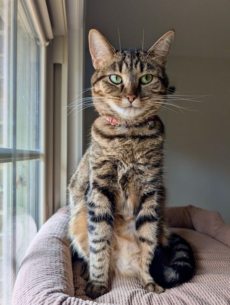 Color photograph. A short haired gray, black and brown tabby cat sits up straight atop a cat tree and wears an amusing expression. 