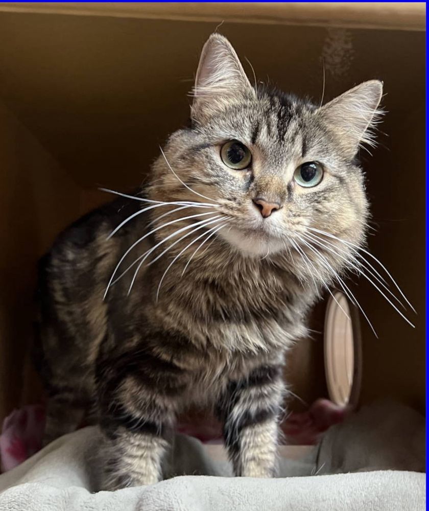 Long-haired, gray and black tabby, cat standing and looking straight at the camera from the inside of a cubby. There’s a gray blanket on the ground.