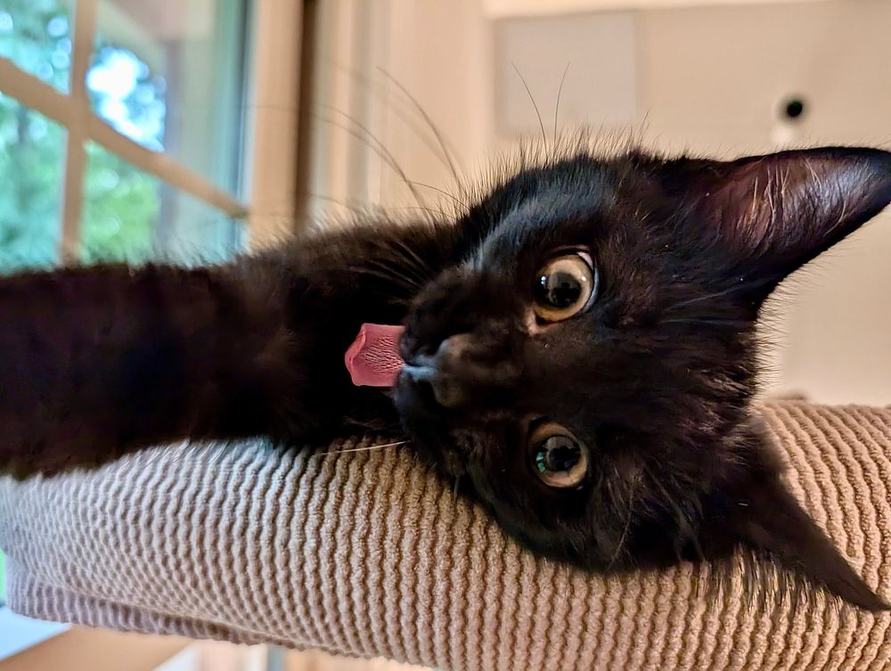 Color photograph. A black kitten lays on his side and looks straight at the camera. His eyes are open in surprise and his mouth is also open caught mid yawn. His small tongue is also visible and it looks like he is smiling widely. 

We are in the NOVA/DC Metro area and Ripkin, Bugsy and Steve are my foster furballs who are ready for their forever home. If you want to bring these adorable friends home start your application at https://fancycats.org/adopt-a-cat

