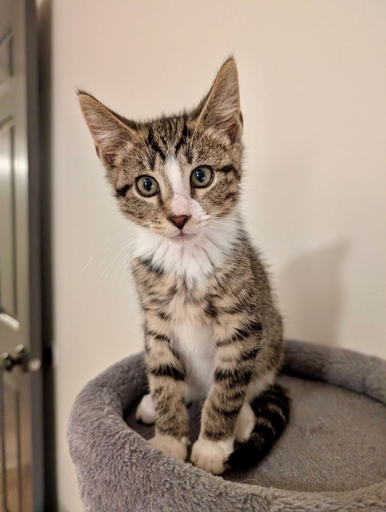 Color photograph. A black and white tabby kitten sits on his hind legs atop a cat tree platform and looks intently at you.