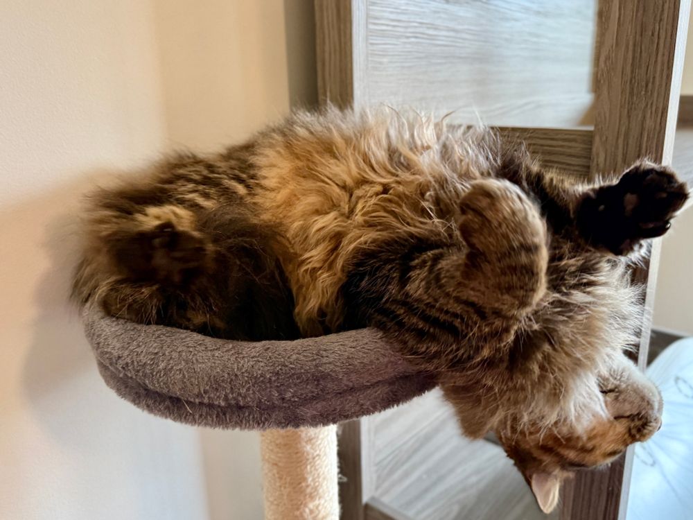 Up close color photograph. A long haired gray, white and black tabby cat lays on her back atop a gray platform of a cat tree. She stretches slightly backwards and you see all the curly hair on her belly. 