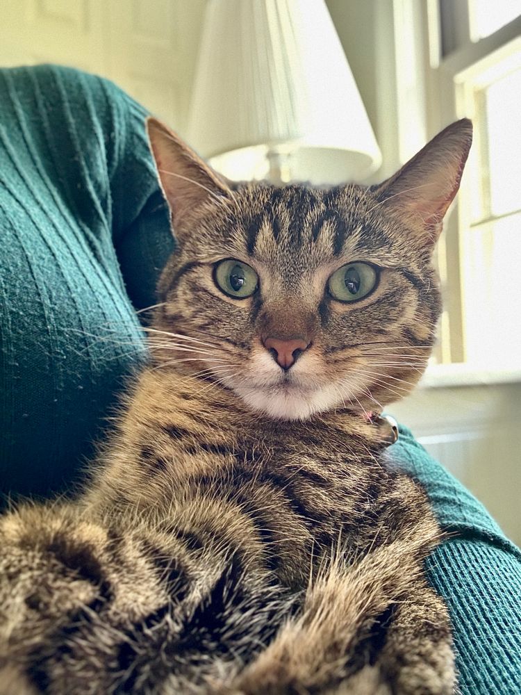 Color photograph. Up close shot of a gray, black and brown tabby with snuggled into a woman’s arms. She wears a hunter green sweater. 