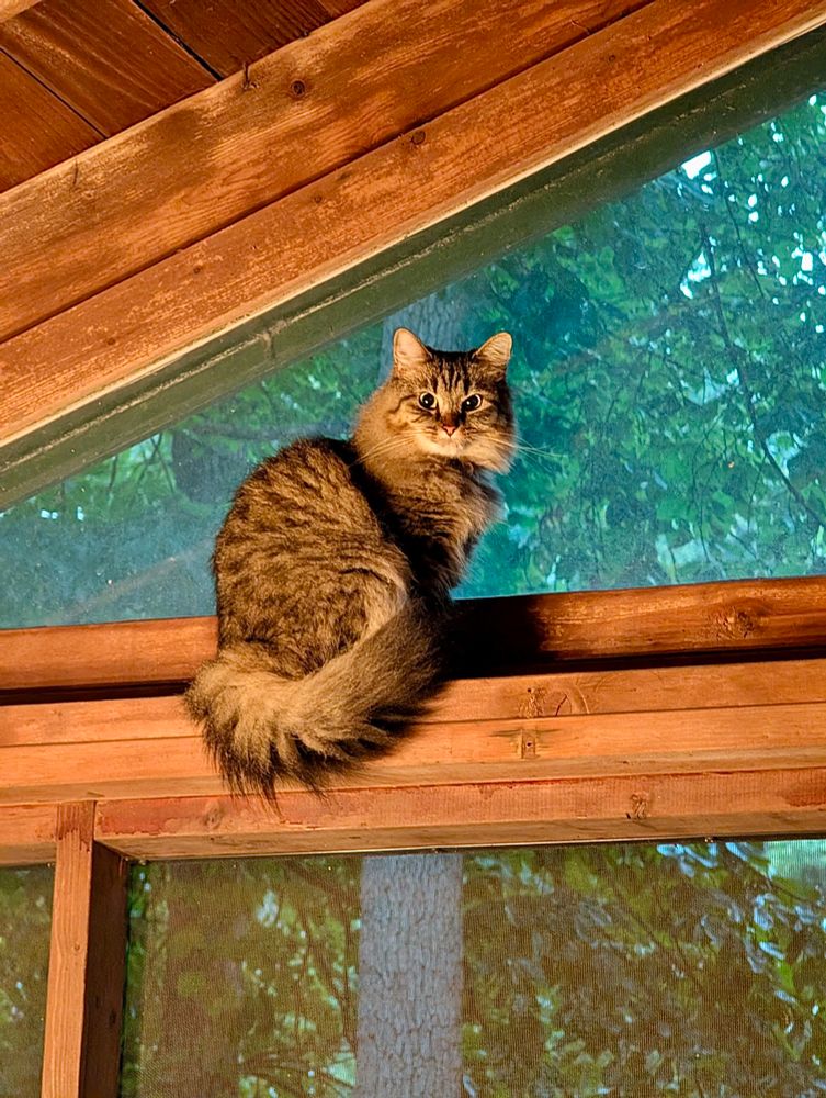 Color photograph. A long haired tan, black and gray tabby cat perches from above, sitting on a rafter and cast in shadows as she looks down from her place on high. 