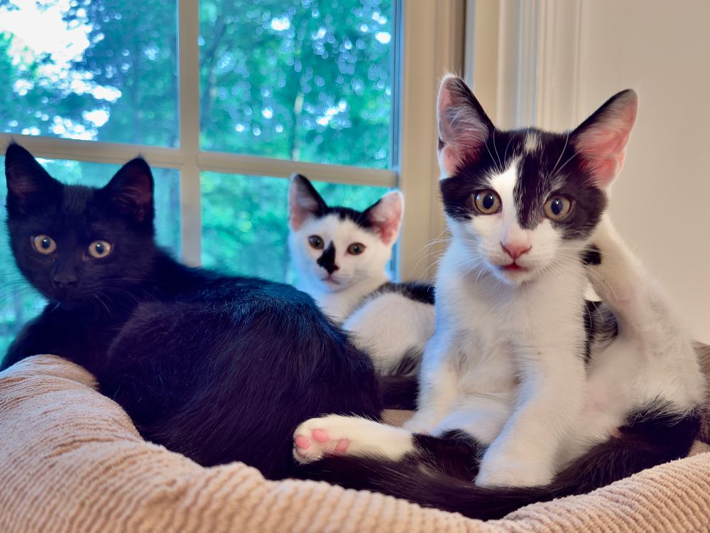Color photograph. Three kittens sit atop a tan platform at the top of a cat tree. In the background is Steve, a black and white kitten with a black spot on his nose. Bugsy is front and right, caught mid bath with her left leg up and behind her head. Her face is white with a mask of black and has a surprised expression. On left is Ripkin, and all black cat with golden eyes laying on his side. Behind the platform is a window that looks out into the green yard with tall trees. 


We are in the NOVA/DC Metro area and Ripkin, Bugsy and Steve are my foster furballs who are ready for their forever home. If you want to bring these adorable friends home start your application at https://fancycats.org/adopt-a-cat