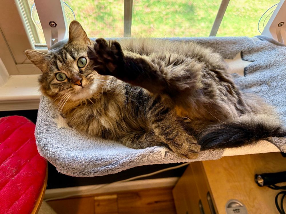 Color photograph, close up. A long haired tan, black, and gray tabby cat lays back and raises her rear paw towards the camera. She is enjoying laying on a gray window hammock. In the background you see a green backyard and brown fence as the sun shines brightly. 
