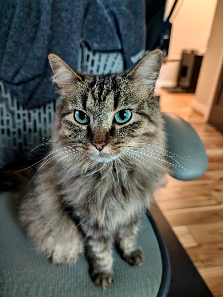 Color photograph. A long haired tan, black and gray tabby cat sits on a gray chair and looks intently at the camera, white whiskers standing strikingly out in the photo.