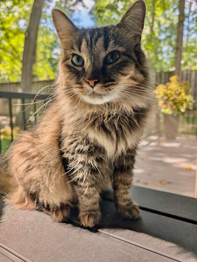 Color photograph. A long haired tan, black and gray tabby cat sits atop a brown bench. Behind her you see green yard and bright sun casting a backlight. 