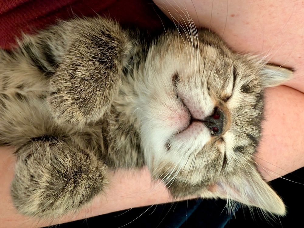 Color photograph. A tiny black and gray tabby kitten snuggles into a woman’s arms and sleeps with front paws in front of her face. 