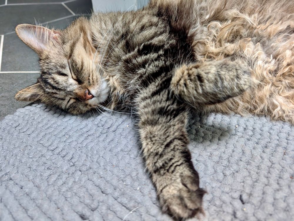 Color photograph. Tan, black and gray long haired tabby lays back on a gray bathroom rug. She exposes her belly, all with her curly belly fur on display, and rests lazily. Her head is cast back and seems mid nap. 