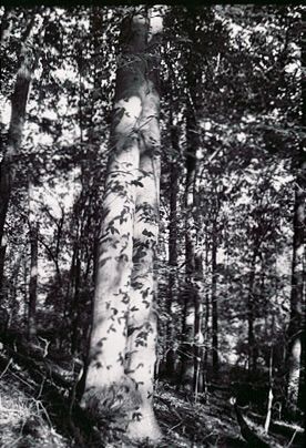 Black and white photo of two large trees trunks with the shadows of leaves cast upon them set against a wooded backdrop 