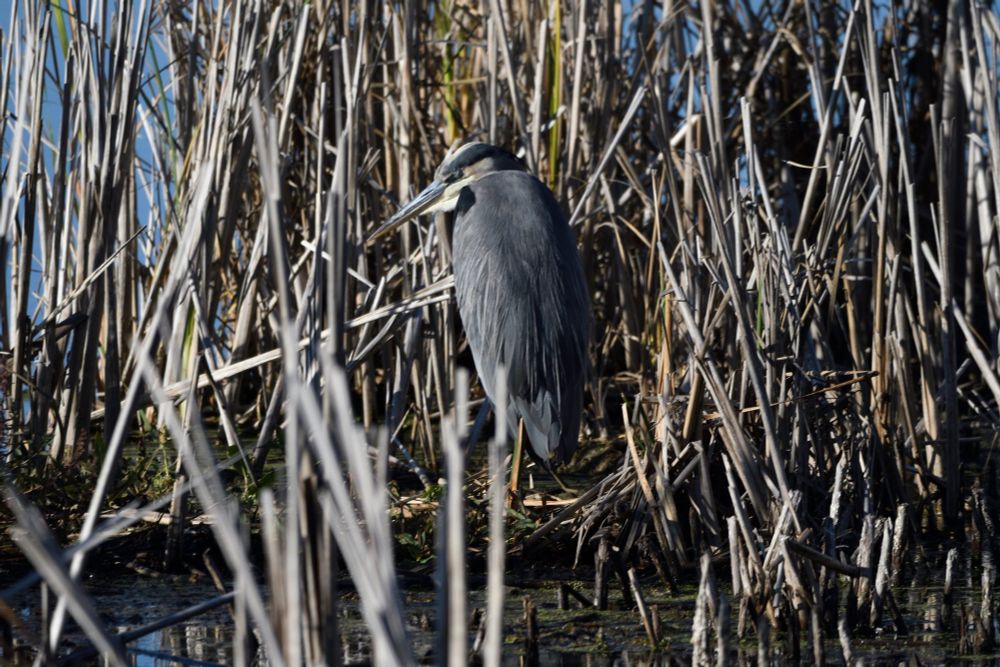 Photo of Great Blue Heron in marsh reeds