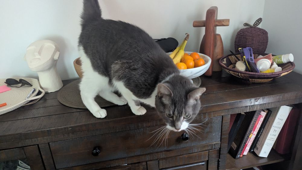Willow, a short haired adult cat with a gray and white coat, stands on some furniture. He's looking for a good angle to jump to the photographers shoulder or face.