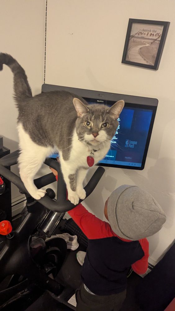 An outrageous short haired house cat perches on the handle bars of a stationary bike. Willow firmly believes that instead of trying to prevent a toddler from accepting terms and conditions on my behalf, I should open the fridge door and leave the kitchen for 2-3 minutes.
