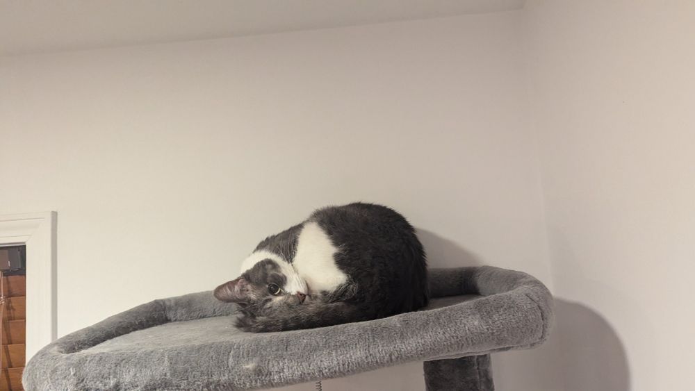 An adult cat with short grey and white fur relaxes atop a grey climbing structure.