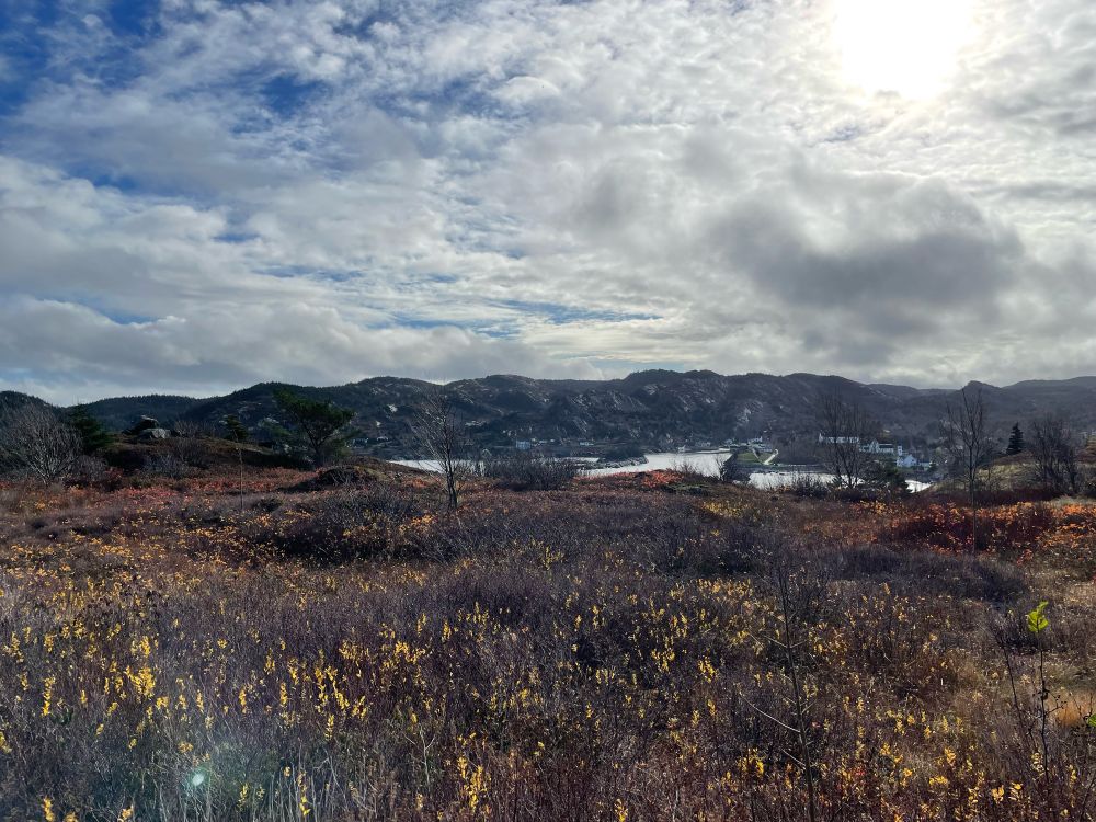 A photograph overlooking Brigus, Newfoundland and Labrador. Mixed grasses and shrubs are in the foreground