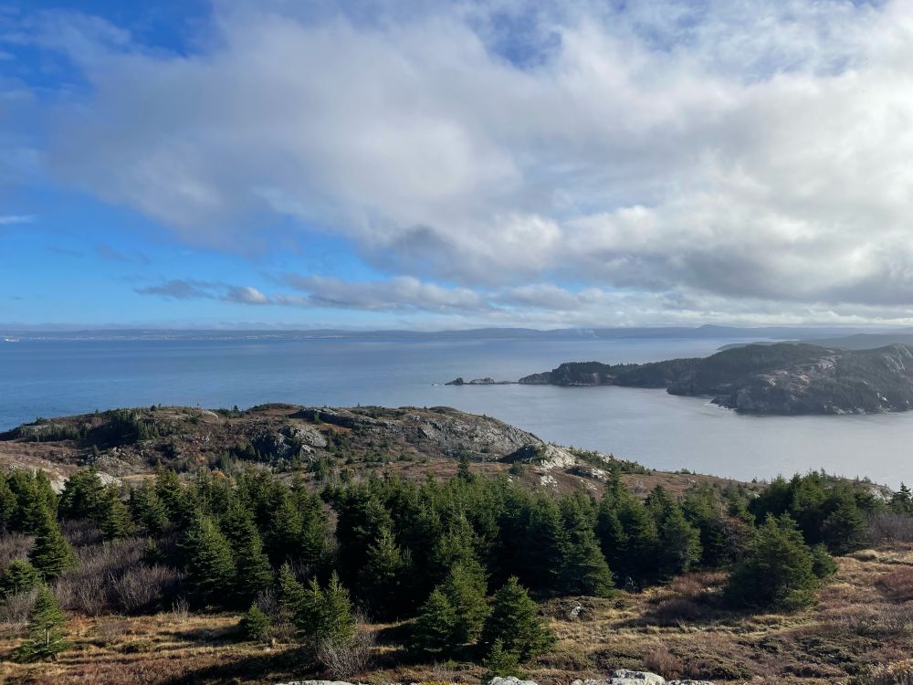 A photograph overlooking Brigus Bay with lots of conifers 