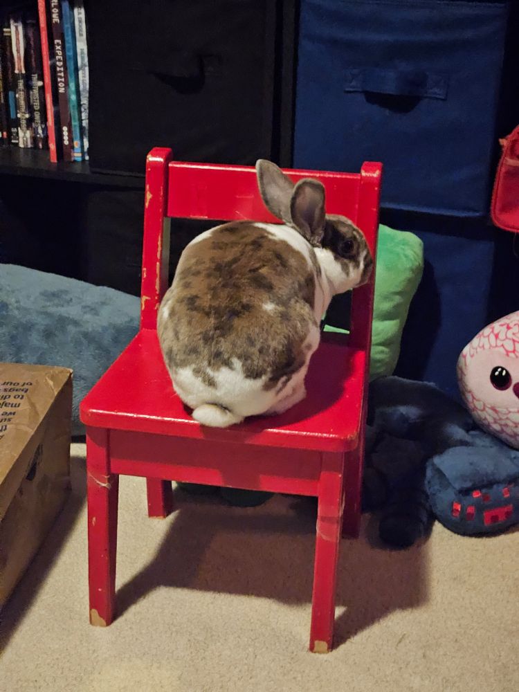 a bunny sitting on a small red chair
